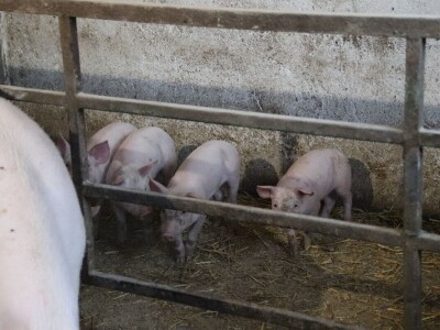 Suzana sama vodi brigu oko 15 krmača