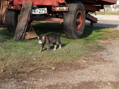 Suzana sama vodi brigu oko 15 krmača