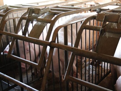 Suzana sama vodi brigu oko 15 krmača