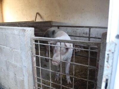 Suzana sama vodi brigu oko 15 krmača