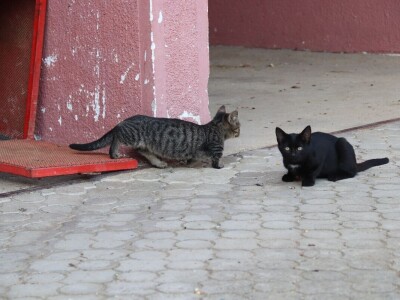 Suzana sama vodi brigu oko 15 krmača