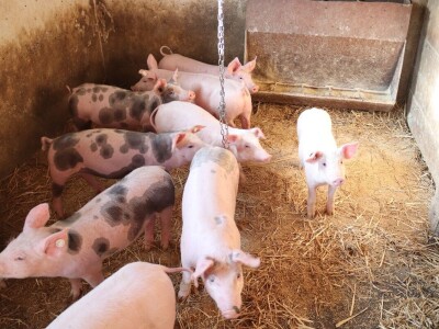 Suzana sama vodi brigu oko 15 krmača