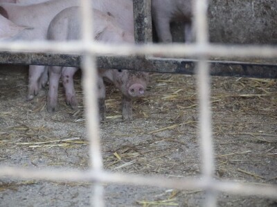 Suzana sama vodi brigu oko 15 krmača