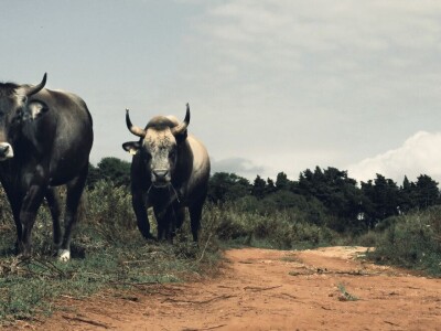 Sve što se događa u svijetu, pogađa i naše stočarstvo - Predavanje prof. Gorana Kiša u Premanturi Sve što se događa u svijetu, pogađa i naše stočarstvo - Predavanje prof. Gorana Kiša u Premanturi