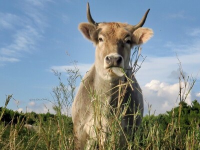 Sve što se događa u svijetu, pogađa i naše stočarstvo - Predavanje prof. Gorana Kiša u Premanturi Sve što se događa u svijetu, pogađa i naše stočarstvo - Predavanje prof. Gorana Kiša u Premanturi
