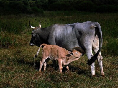 Sve što se događa u svijetu, pogađa i naše stočarstvo - Predavanje prof. Gorana Kiša u Premanturi Sve što se događa u svijetu, pogađa i naše stočarstvo - Predavanje prof. Gorana Kiša u Premanturi