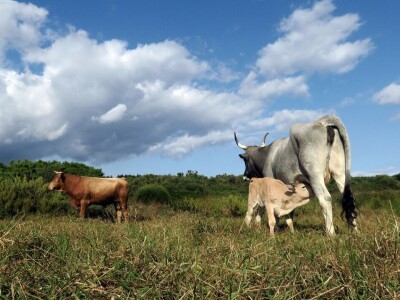 Sve što se događa u svijetu, pogađa i naše stočarstvo - Predavanje prof. Gorana Kiša u Premanturi Sve što se događa u svijetu, pogađa i naše stočarstvo - Predavanje prof. Gorana Kiša u Premanturi