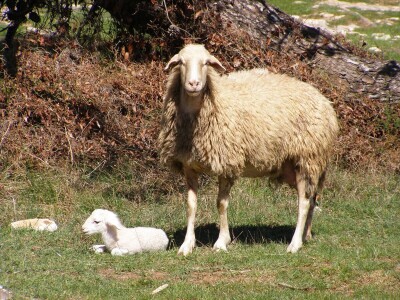 Sve što se događa u svijetu, pogađa i naše stočarstvo - Predavanje prof. Gorana Kiša u Premanturi Sve što se događa u svijetu, pogađa i naše stočarstvo - Predavanje prof. Gorana Kiša u Premanturi