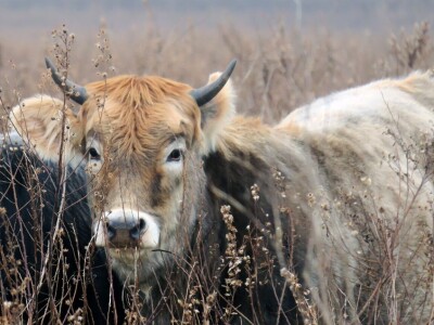 Sve što se događa u svijetu, pogađa i naše stočarstvo - Predavanje prof. Gorana Kiša u Premanturi Sve što se događa u svijetu, pogađa i naše stočarstvo - Predavanje prof. Gorana Kiša u Premanturi