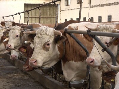 SVE VIŠE MALIH PROZVOĐAČA MLEKA GASI SVOJE FARME