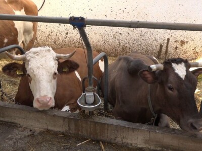 SVE VIŠE MALIH PROZVOĐAČA MLEKA GASI SVOJE FARME