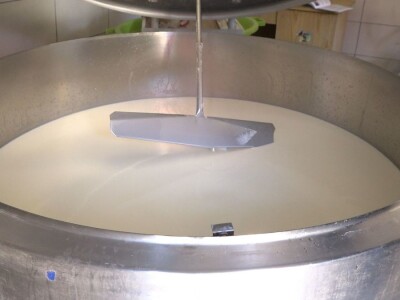 SVE VIŠE MALIH PROZVOĐAČA MLEKA GASI SVOJE FARME