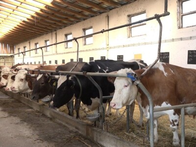 SVE VIŠE MALIH PROZVOĐAČA MLEKA GASI SVOJE FARME