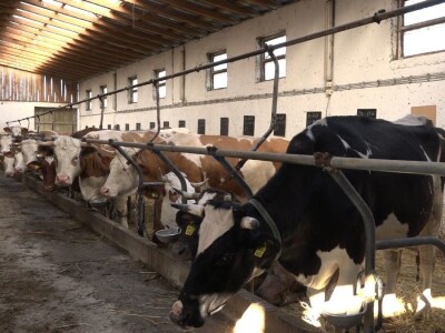 SVE VIŠE MALIH PROZVOĐAČA MLEKA GASI SVOJE FARME