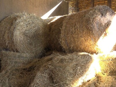 SVE VIŠE MALIH PROZVOĐAČA MLEKA GASI SVOJE FARME