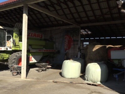 SVE VIŠE MALIH PROZVOĐAČA MLEKA GASI SVOJE FARME