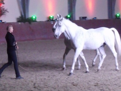 Sveti Hubert na ergeli