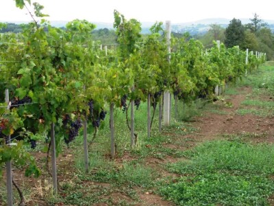 Sveti Trifun i vino Sveti Trifun i vino