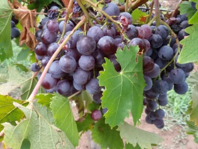 Sveti Trifun i vino Sveti Trifun i vino