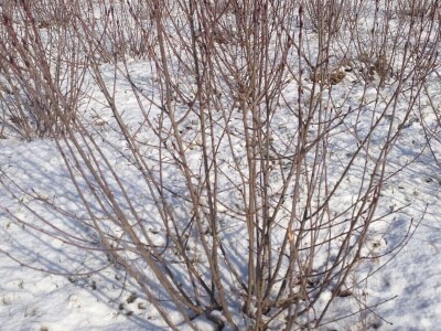 Svetlana i Duško Sedlar šest godina uzgajaju aroniju na Fruškoj gori