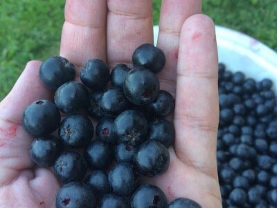 Svetlana i Duško Sedlar šest godina uzgajaju aroniju na Fruškoj gori