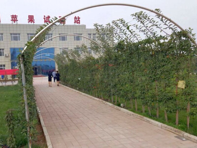 Svetski simpozijum o jabuci