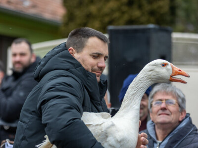 Svetsko prvenstvo u nadmetanju gusana, Mokrin Svetsko prvenstvo u nadmetanju gusana, Mokrin