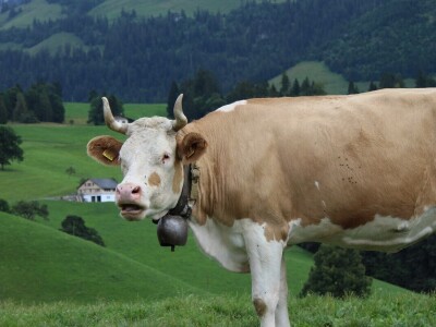 Švicarska, zemlja vrijednih ljudi, pitoresknih krajolika i sretnih krava