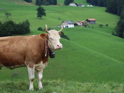 Švicarska, zemlja vrijednih ljudi, pitoresknih krajolika i sretnih krava