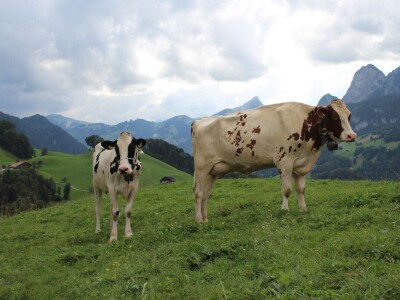 Švicarska, zemlja vrijednih ljudi, pitoresknih krajolika i sretnih krava