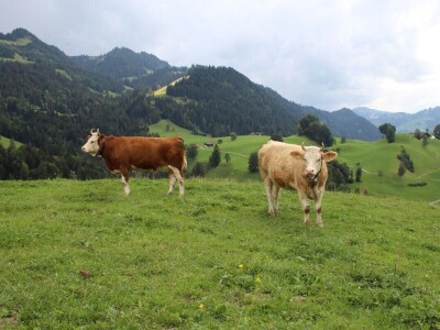 Švicarska, zemlja vrijednih ljudi, pitoresknih krajolika i sretnih krava