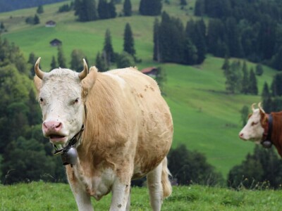 Švicarska, zemlja vrijednih ljudi, pitoresknih krajolika i sretnih krava