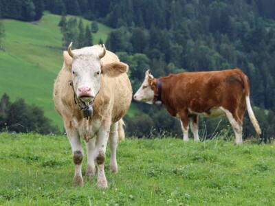 Švicarska, zemlja vrijednih ljudi, pitoresknih krajolika i sretnih krava