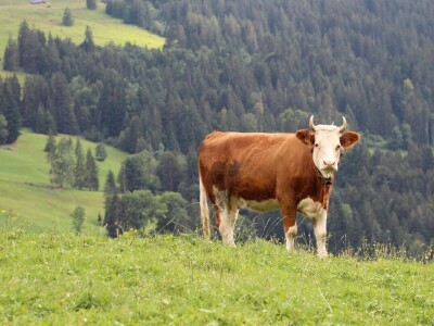 Švicarska, zemlja vrijednih ljudi, pitoresknih krajolika i sretnih krava