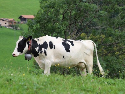 Švicarska, zemlja vrijednih ljudi, pitoresknih krajolika i sretnih krava