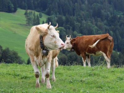 Švicarska, zemlja vrijednih ljudi, pitoresknih krajolika i sretnih krava