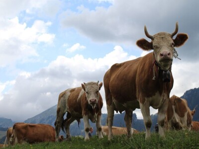 Švicarska, zemlja vrijednih ljudi, pitoresknih krajolika i sretnih krava