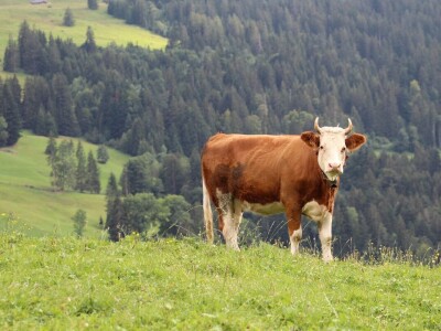 Švicarska, zemlja vrijednih ljudi, pitoresknih krajolika i sretnih krava