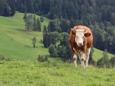 Švicarska, zemlja vrijednih ljudi, pitoresknih krajolika i sretnih krava