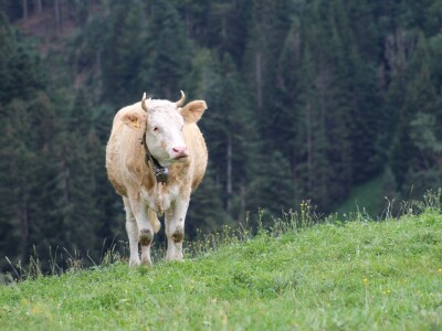 Švicarska, zemlja vrijednih ljudi, pitoresknih krajolika i sretnih krava