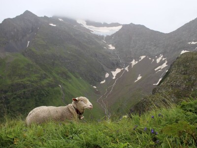 Švicarska, zemlja vrijednih ljudi, pitoresknih krajolika i sretnih krava