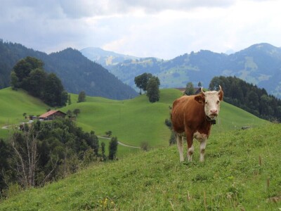 Švicarska, zemlja vrijednih ljudi, pitoresknih krajolika i sretnih krava