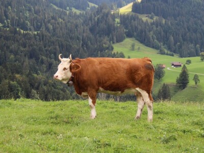 Švicarska, zemlja vrijednih ljudi, pitoresknih krajolika i sretnih krava