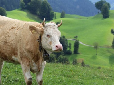 Švicarska, zemlja vrijednih ljudi, pitoresknih krajolika i sretnih krava