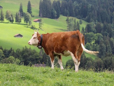 Švicarska, zemlja vrijednih ljudi, pitoresknih krajolika i sretnih krava