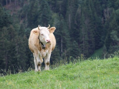 Švicarska, zemlja vrijednih ljudi, pitoresknih krajolika i sretnih krava