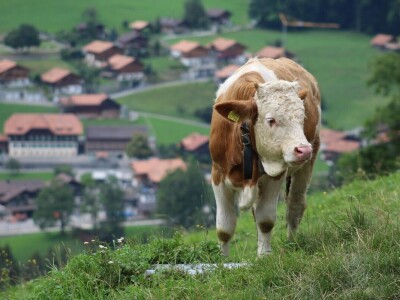 Švicarska, zemlja vrijednih ljudi, pitoresknih krajolika i sretnih krava