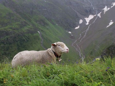 Švicarska, zemlja vrijednih ljudi, pitoresknih krajolika i sretnih krava