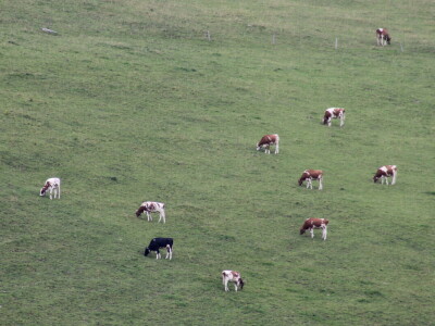 Švicarska, zemlja vrijednih ljudi, pitoresknih krajolika i sretnih krava