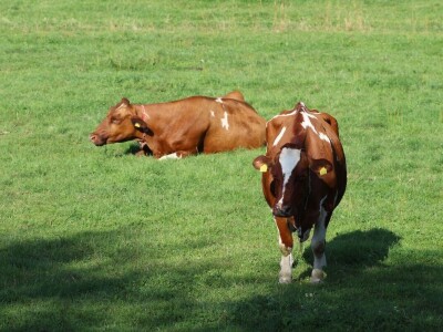 Švicarska, zemlja vrijednih ljudi, pitoresknih krajolika i sretnih krava